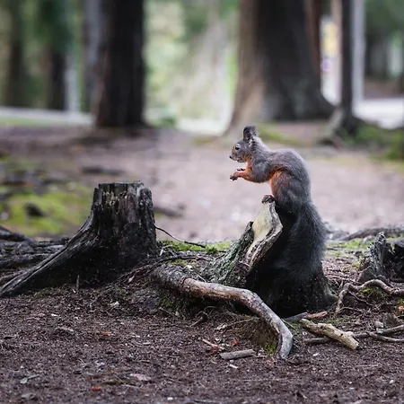 Seefeld Alpin - Rustikales Tiroler זיפלד אין טירול