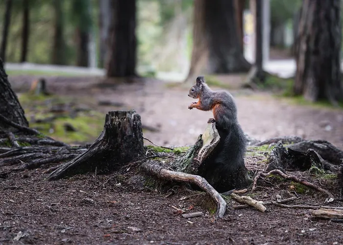 Seefeld Alpin - Rustikales Tiroler Seefeld in Tirol